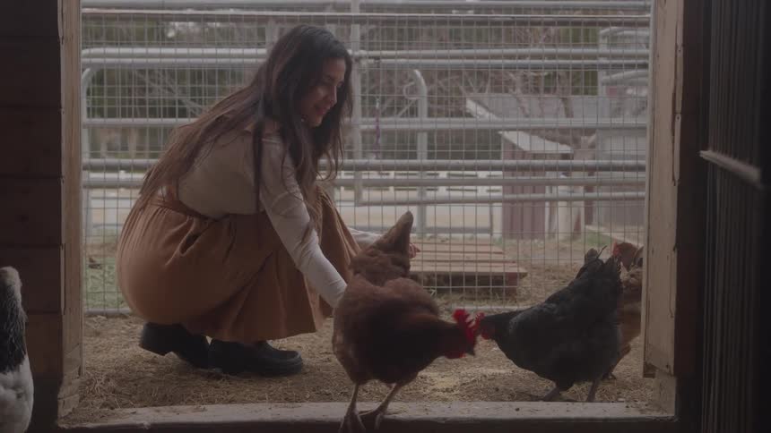 Person interacts with chickens inside enclosure in rural area with dirt ground