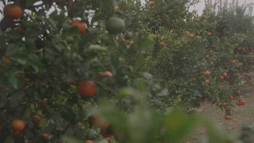 Oranges hang from the trees on the farm