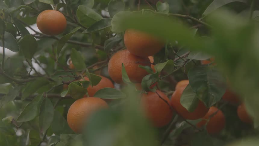Closeup view of several spherical orange fruits hanging from a leafy branch with green foliage blurring the foreground and background
