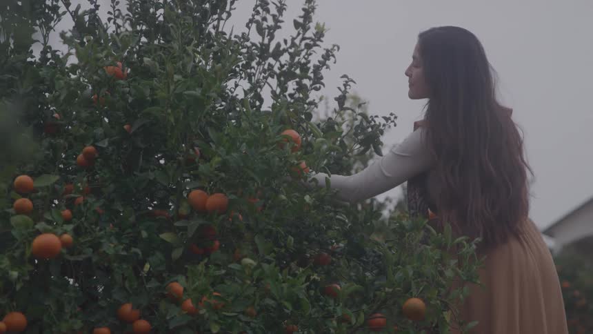 A woman with long hair standing next to a fruitladen tree reaching out to pick a spherical orange and raising it to her face with a house visible in the far background under a pale sky