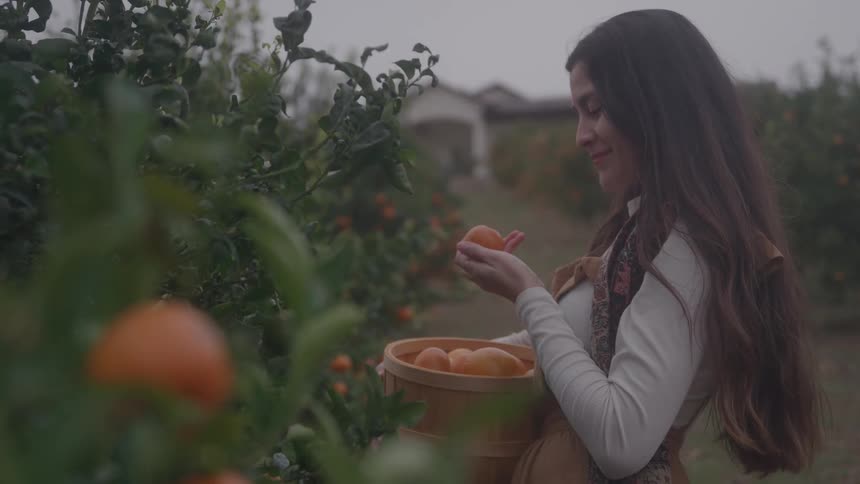 A woman harvests oranges in a grove gently placing one into a wooden basket as soft overcast light filters through the leaves