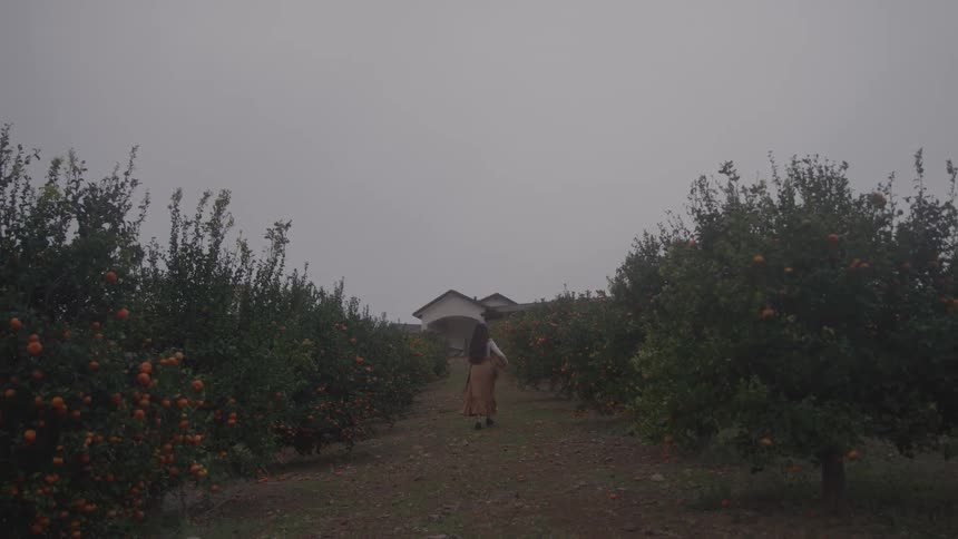 Person walks through an orchard full of fruits under a cloudy sky