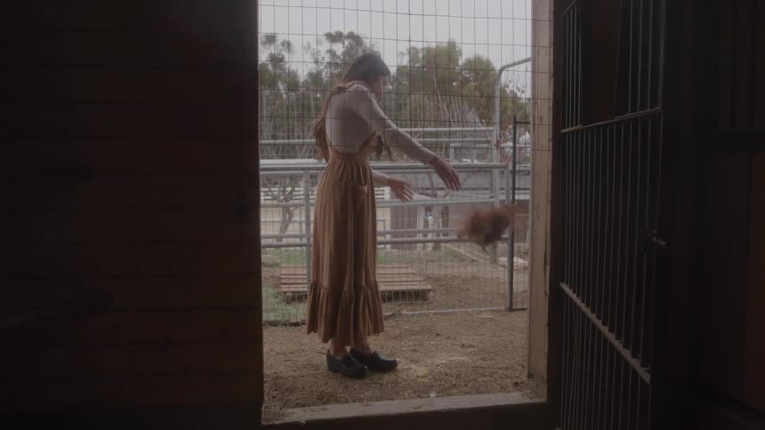 A female wearing a long dress is holding a chicken then drops it outside in a farm like setting