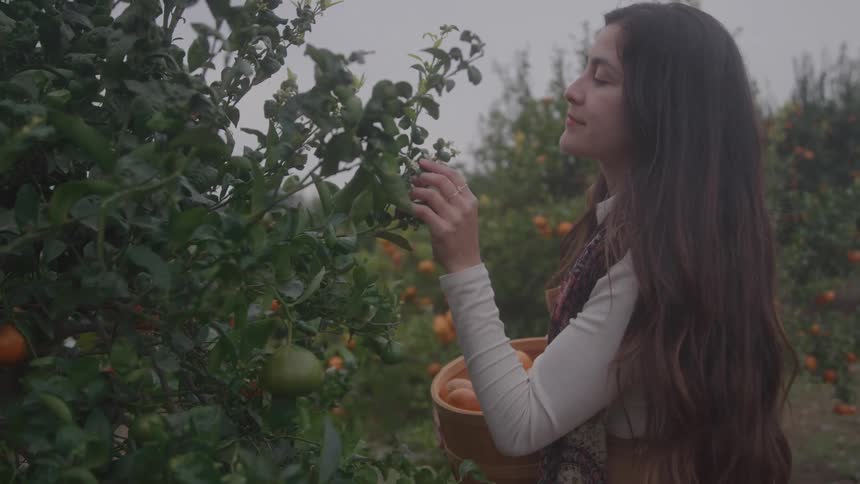 A woman with long hair standing next to a fruitladen tree holding a basket of produce and bringing a piece of foliage to her nose
