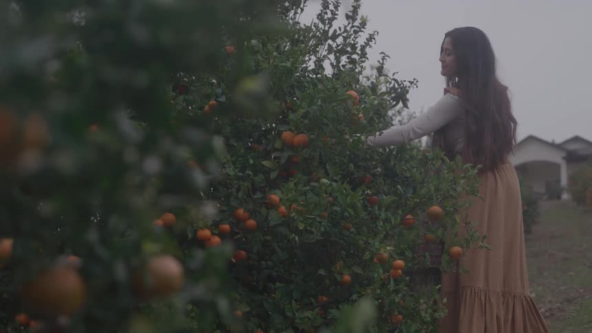 The woman is picking oranges from the branches