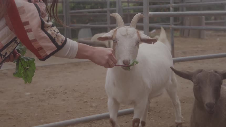 A woman arm extending a piece of vegetation to a white goat with horns while a darker goat stands in the foreground with both animals inside a fenced enclosure