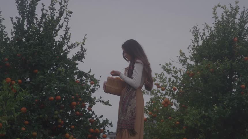 A woman with long hair picks fruit from a tree in an orchard