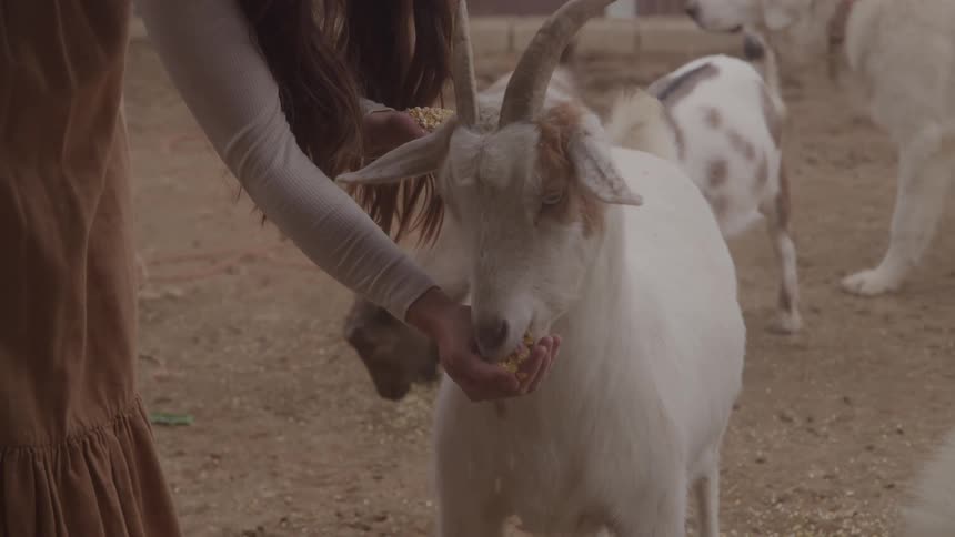 A woman holding out her hands to feed a white goat with horns that is eating directly from her palm with other animals visible in the dusty background
