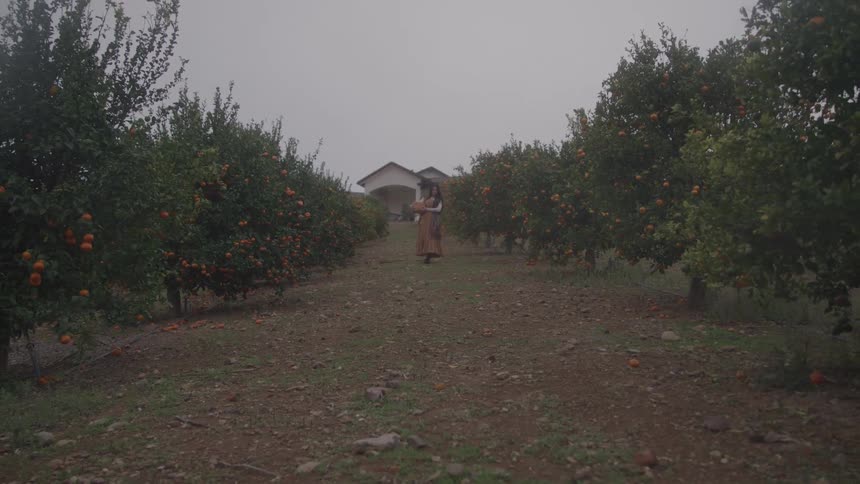 A woman walking down a wide dirt path toward the camera flanked by rows of citrus trees laden with fruit with a lowslung house visible in the background against a pale sky