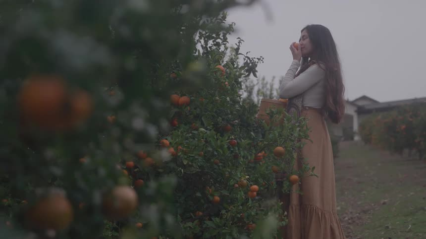 A woman standing between rows of fruitladen trees picking a spherical orange and raising it toward her mouth with a lowslung house visible in the overcast background
