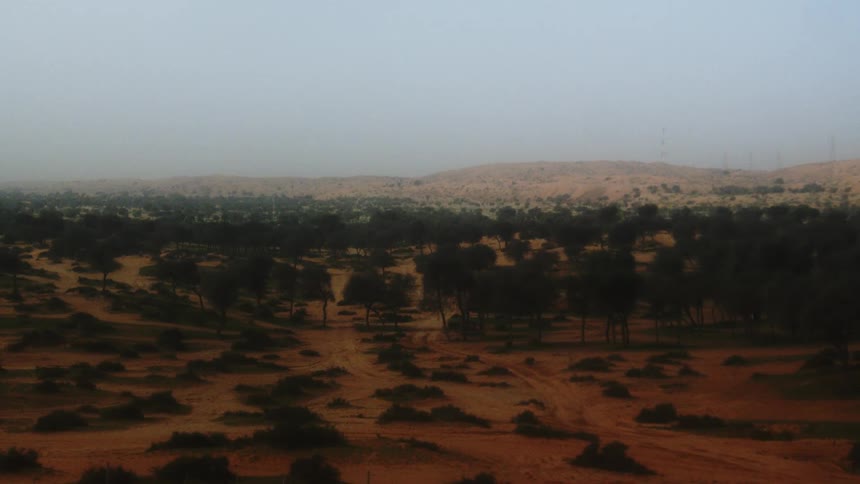 Multiple trees a scattered across a dry landscape with hills in the background