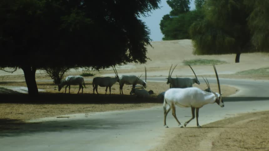 A herd of oryx is shown resting and grazing beneath dark green trees on a patch of dirt and asphalt near a sandy desert dune as a single oryx crosses the street on a sunny day