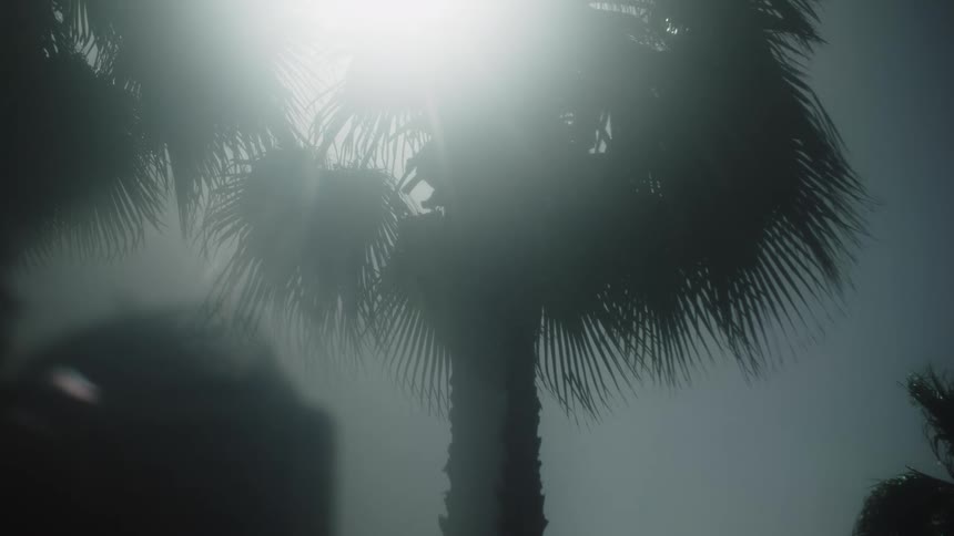 Bright sunlight filters through the leaves of a palm tree amid the mist