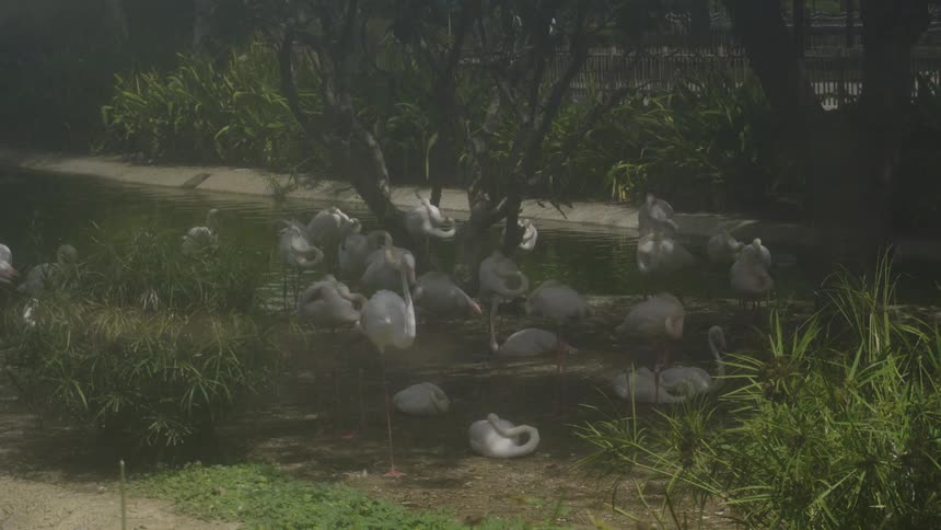A flock of light pink flamingos is gathered on the grassy shore next to a dark pond standing and resting with their heads tucked in among the dense green tropical plants on a sunny day