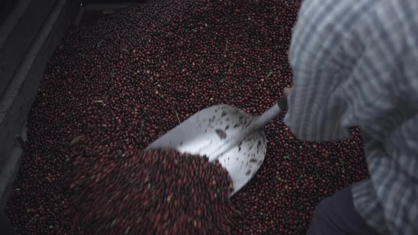 Farmer shovels harvesting coffee cherries into a trough for processing