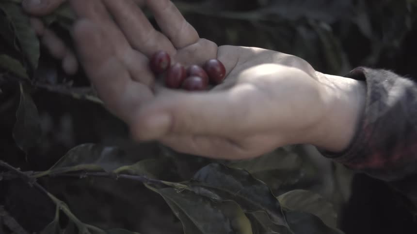 Extreme closeup of a persons open hand holding several coffee berries with a second hand touching the surrounding dark green foliage