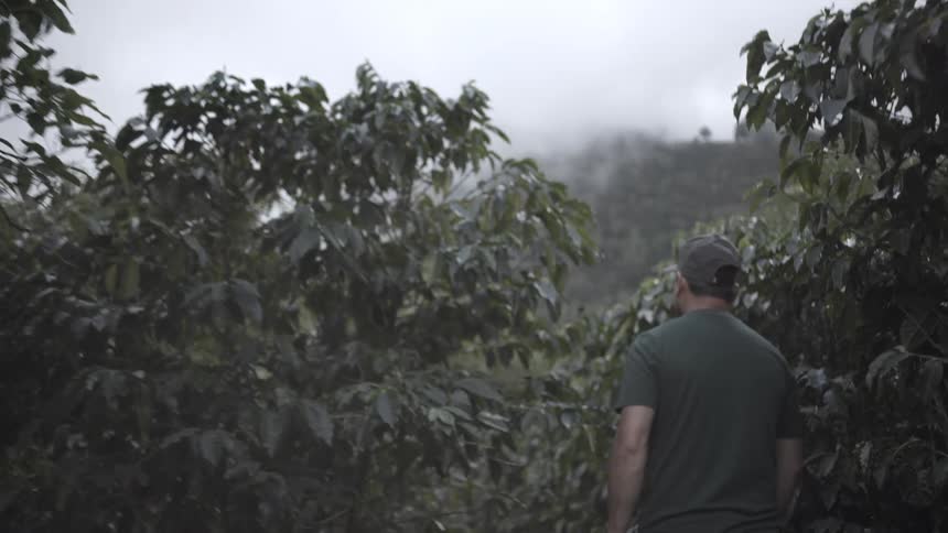 Man walks through a plantation surrounded by mist and mountains in the background