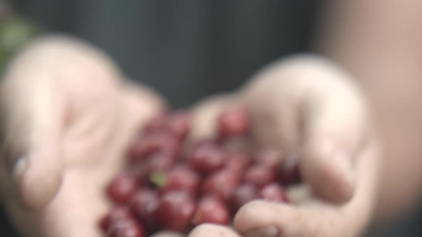Hands holding freshly harvested coffee cherries