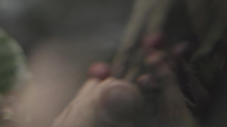 Hand harvesting red fruits directly from the branch