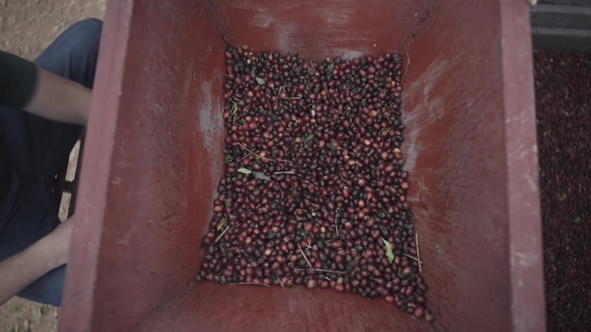 Coffee cherries are poured from a sack into a grinder on the farm at midday