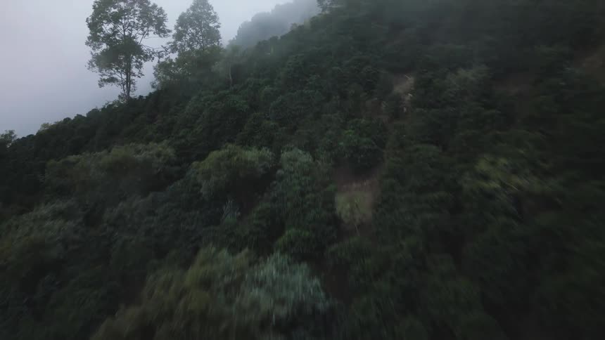 Aerial shot of a dense jungle hillside covered in fog