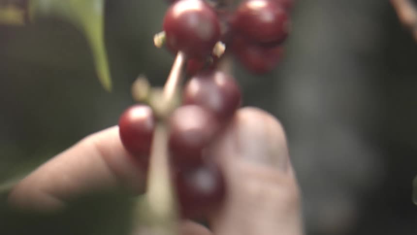 Extreme closeup view of a persons fingers manipulating a hanging cluster of small round red fruits on a stem with blurred hands and foliage surrounding the action