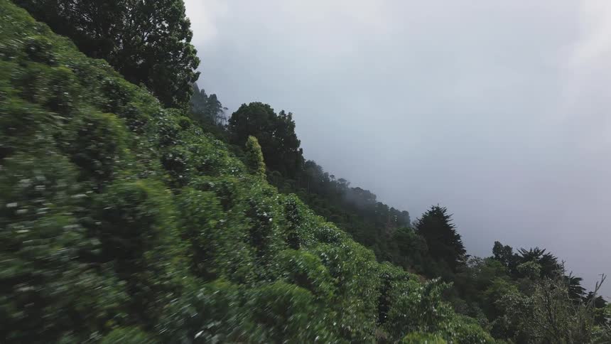 Aerial view of plantation covered mountainside under a misty sky