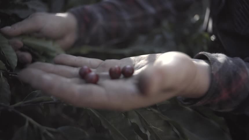 Hand holding ripe beans picked from a plant