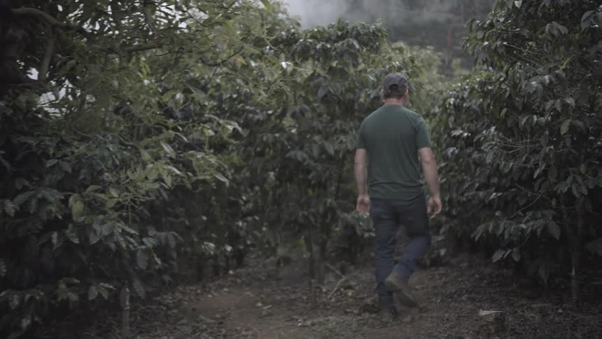 Man walks through dense plantation on dirt path surrounded by tall vegetation
