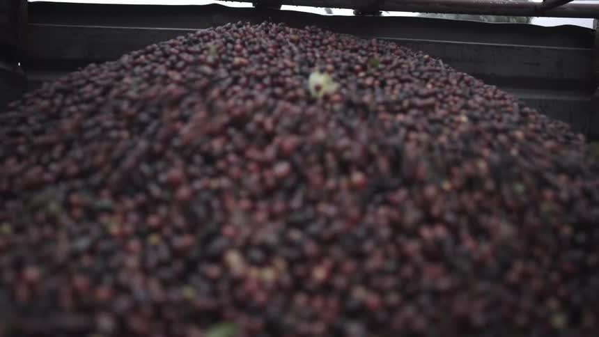 Coffee cherries are poured into a container on the farm at midday then spread out with a shovel