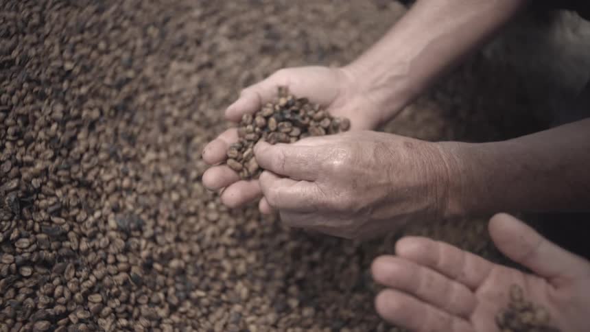 Two peoples hands sifting through and examining a large flat collection of brown coffee beans