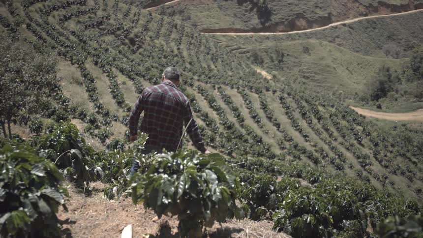 Man observing plantations arranged in curves on a sloped terrain