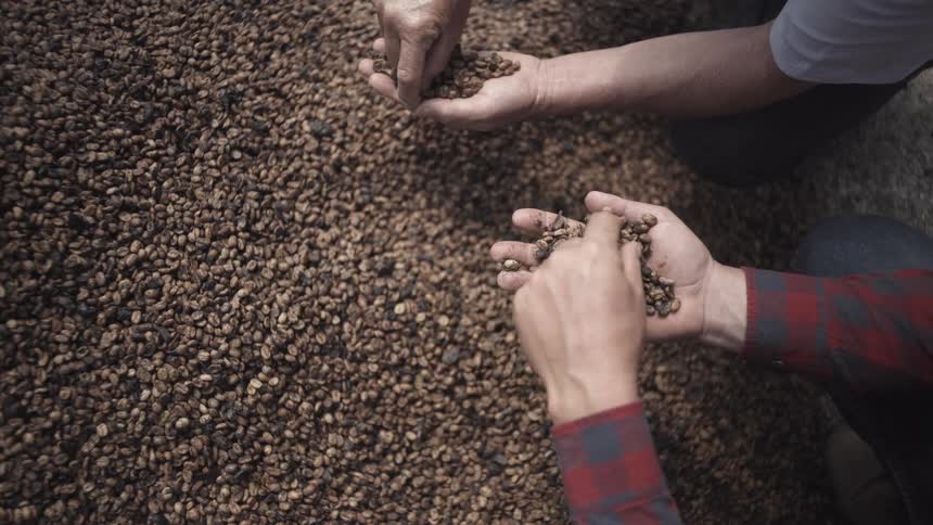 Hands hold and examine grains spread out in large quantities