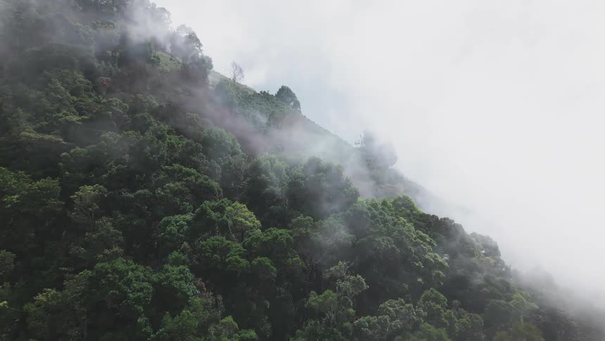 Fog drifts just above a mountain side covered with green trees