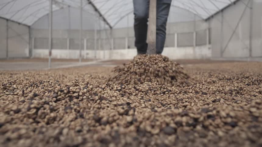 A low close view shows a man wearing a plaid shirt and jeans using a shovel to scoop and turn unroasted coffee beans laid out for drying inside a large covered greenhouse structure