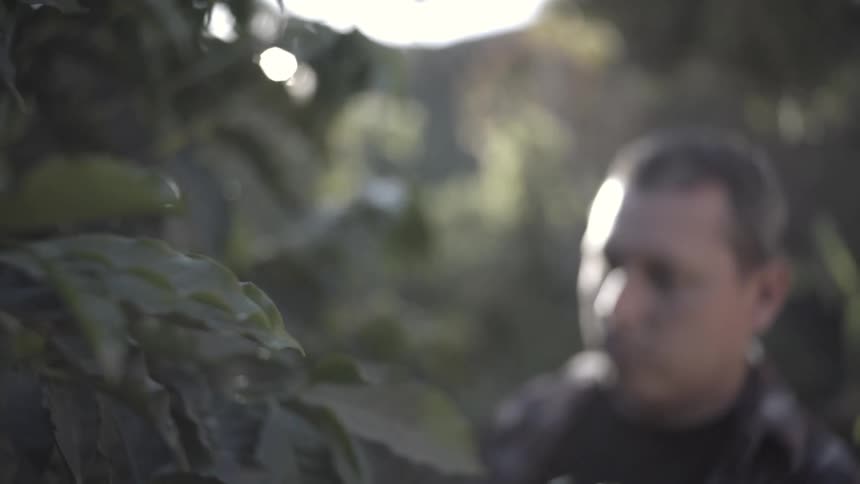 A man stands amongst a row of leafy cultivated plants on a hillside and carefully looks at the vegetation in front of him