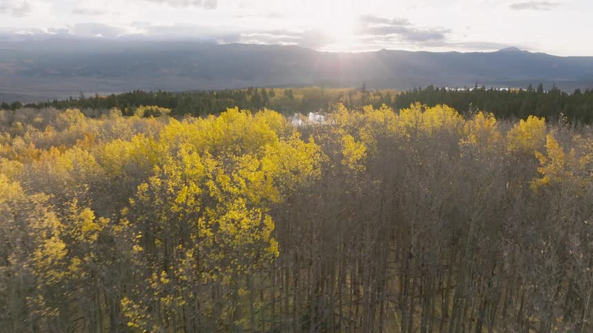Forest with yellow canopies lit by the setting sun in front of a mountain range