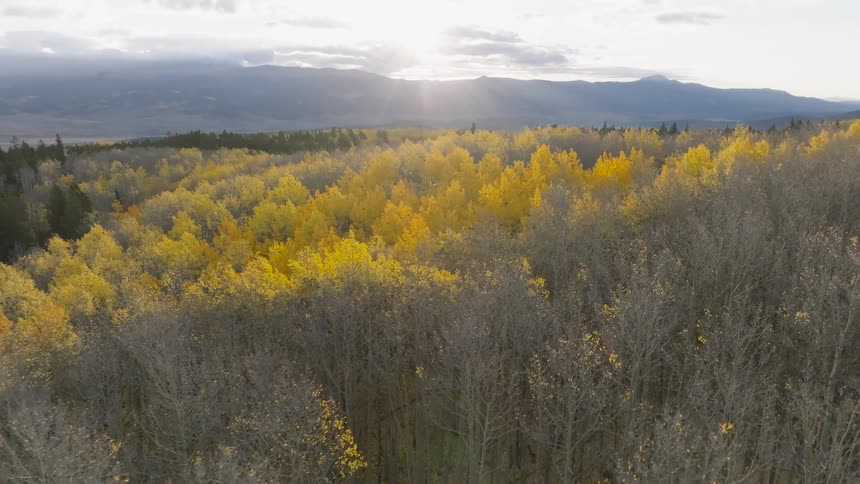 A fall transition of some bare trees and pockets of bright yellow aspens and green trees in the background are mountains