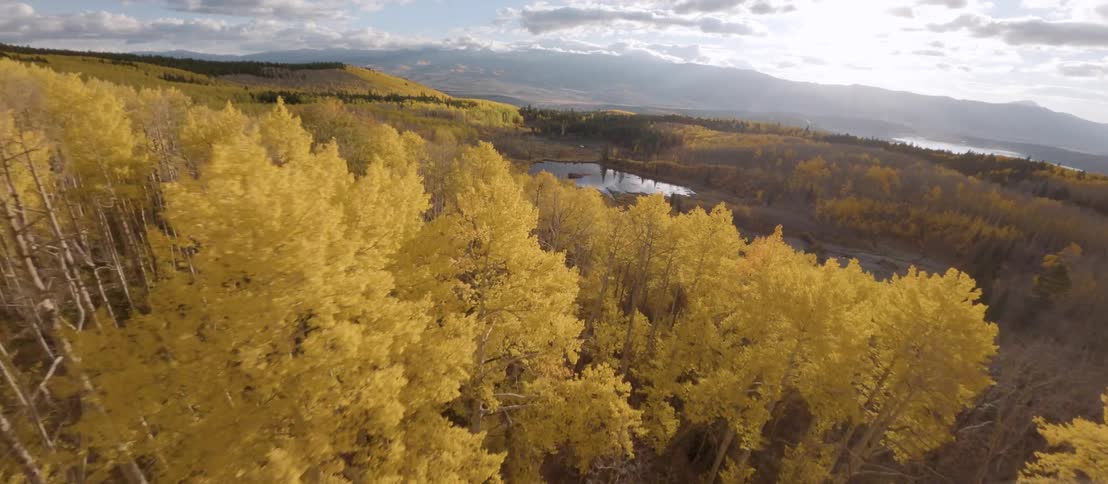 An aerial shot glides over a forest of brilliant yellow aspen trees revealing a small reflective lake nestled amongst the autumn landscape and distant mountains