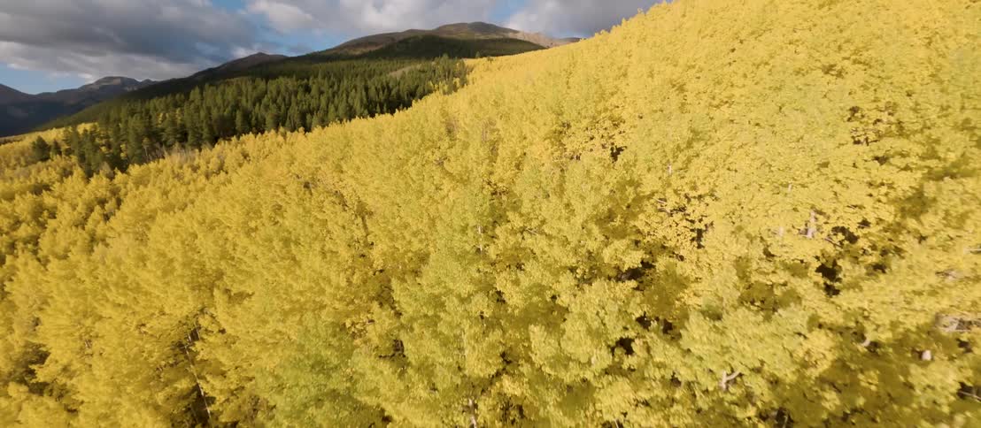 A dense canopy of golden aspens fills the frame with some green trees and mountains in the background