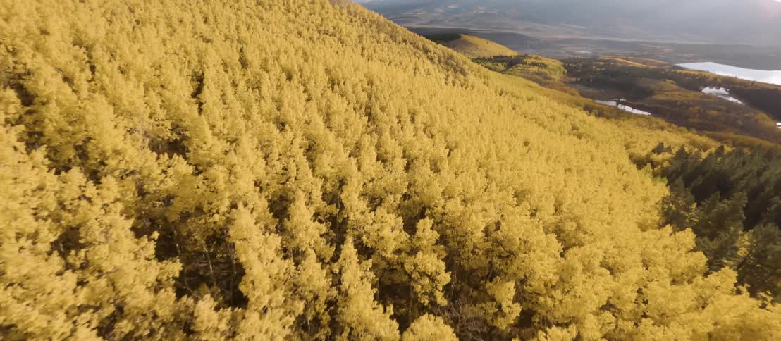 An aerial view shows a stunning mountain landscape dominated by dense forests the most striking feature is a large section of trees with vibrant goldenyellow foliage from what appear to be aspens in the autumn sharply contrasting with the deep green of