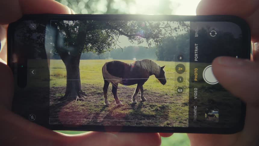 Two human hands hold a smartphone displaying its camera application which is focused on a brown horse with a light mane standing beneath a tree in a grassy field