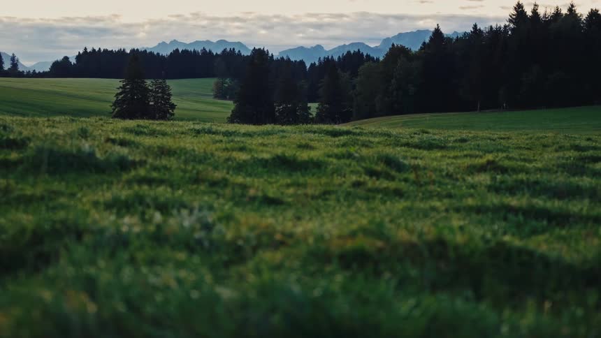 Rolling green meadow stretches toward a dark pine forest and misty blue mountains beneath a soft overcast dawn