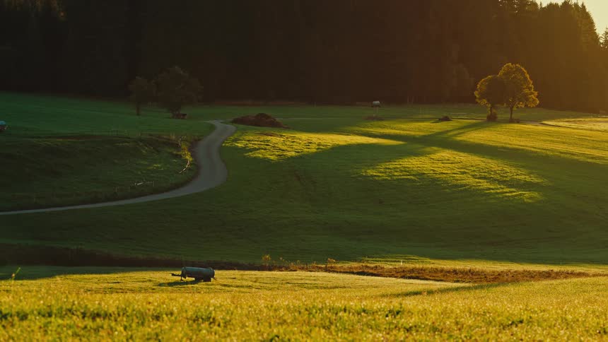 A dirt road winds through a golden sunlit green field with long shadows stretching towards a dark forest edge