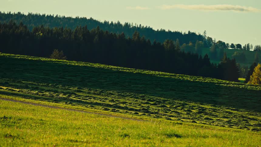 Grassy field in shades of green under the late afternoon light with a forest in the background