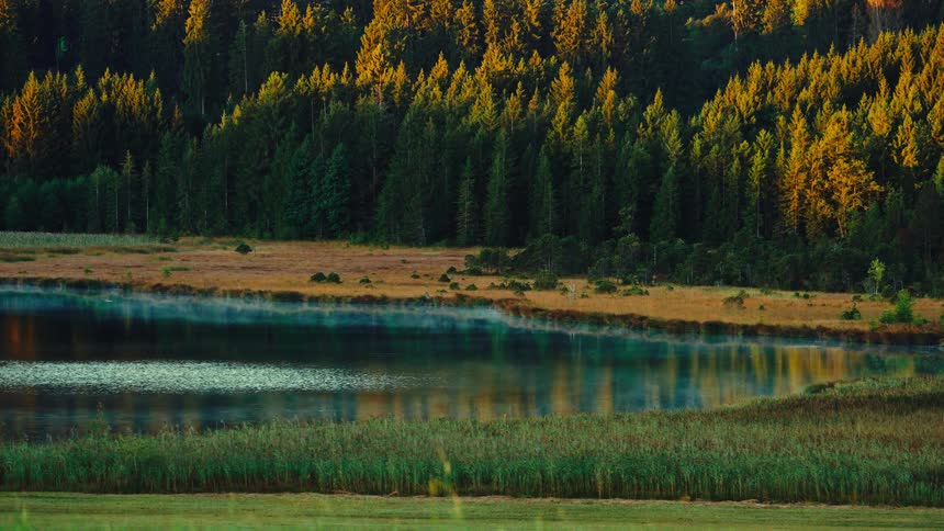 A long shot shows a calm mountain lake surrounded by tall dark evergreen trees that reflect on the water in the foreground there are tall green grasses and reeds in the sunlight contrasting with the dark foresta wide shot shows a calm m