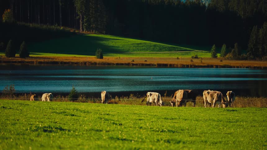 Cows graze in a green field beside a calm blue lake