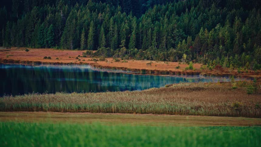 A wide video shows a dark tranquil lake with small wisps of mist rising from the surface surrounded by golden marsh reeds and backed by a dense wall of dark green pine trees with a vibrant green field in the foreground