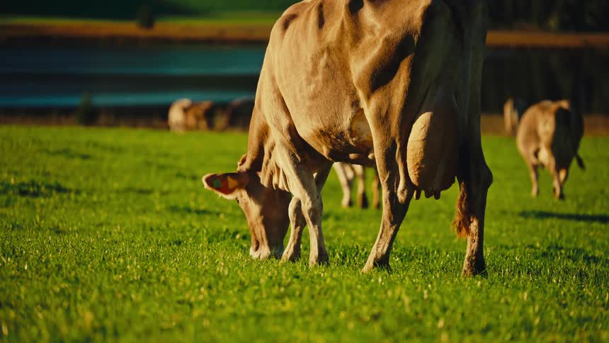 A light brown dairy cow with a large udder grazes in the foreground of a vibrant green pasture moving slowly as other cows graze in the soft evening light of the background