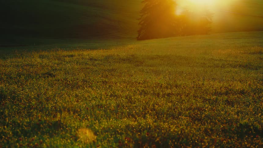 Golden sunset light illuminates a grassy field